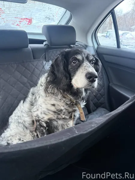 Найдена собака,породы Русский ...