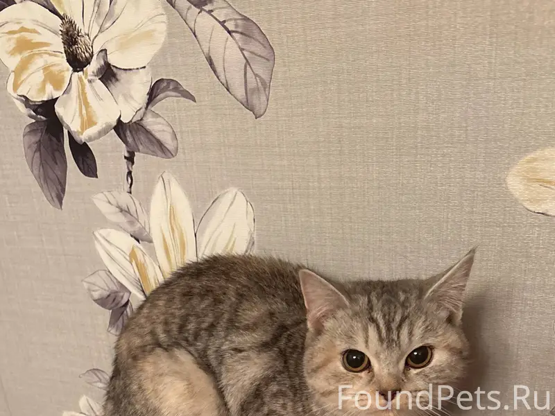 01.01.26 найдена кошка на...