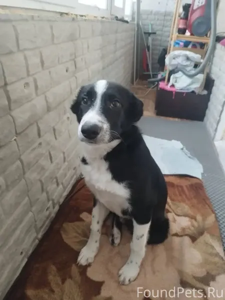 СРОЧНО ищем собаку ❗️❗️❗️🆘 Рай...