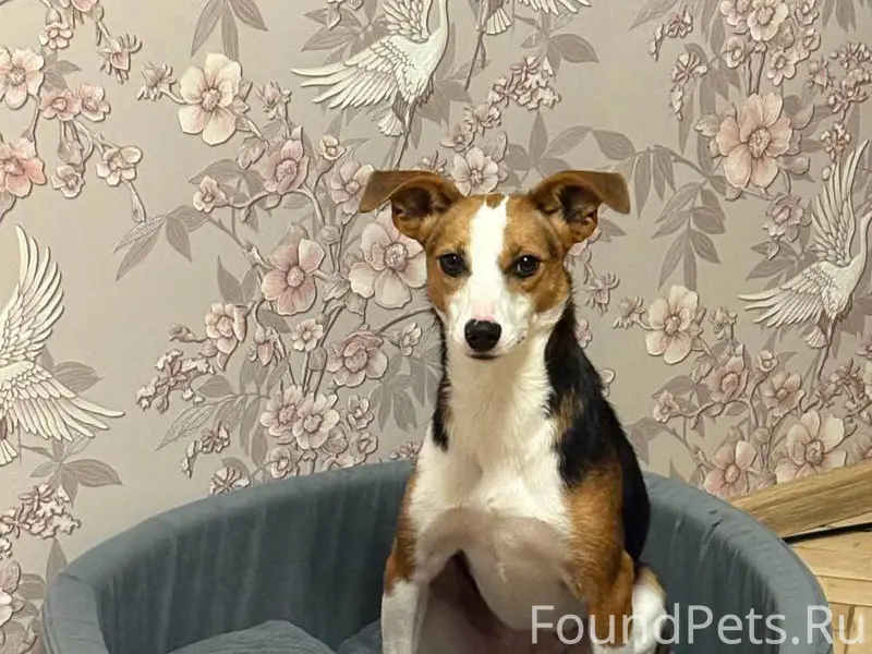 Пропала собака в районе ЮВАО