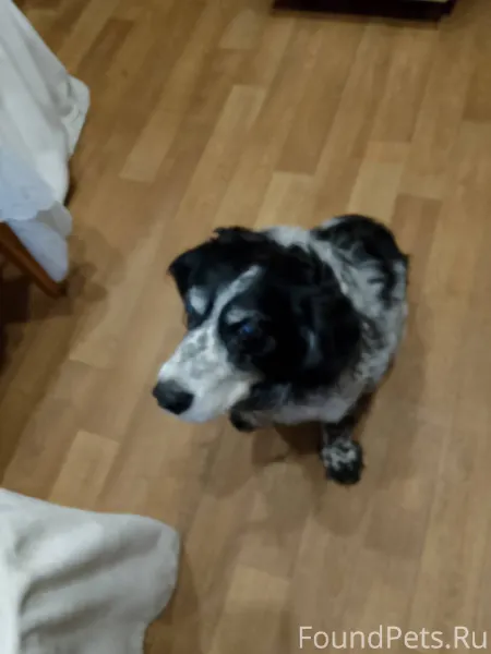 Найдена собака спаниель около ...