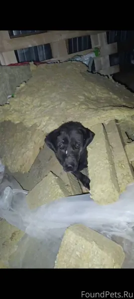 Здравствуйте. Убежала взрослая...