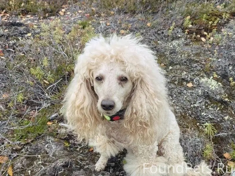 Пропала собака. 89086052882 Пр...