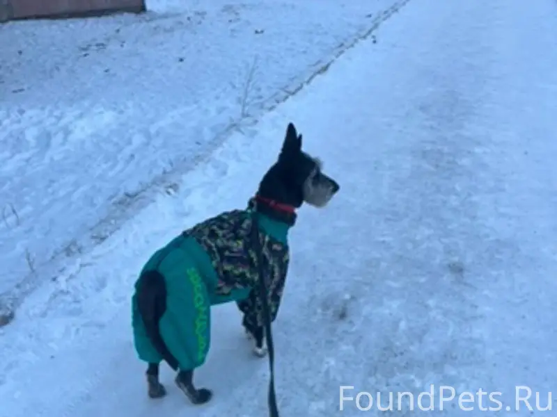 ‼️СРОЧНО!!! Потерялась собака ...