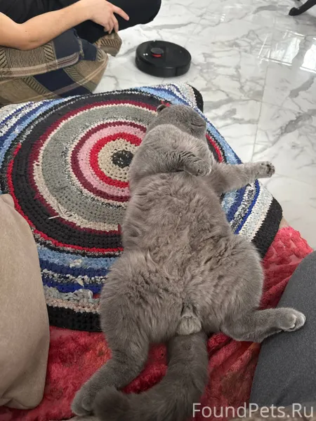 Пропал вислоухий британский ко...