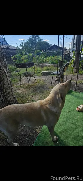 Пропала собака породы лабрадор...