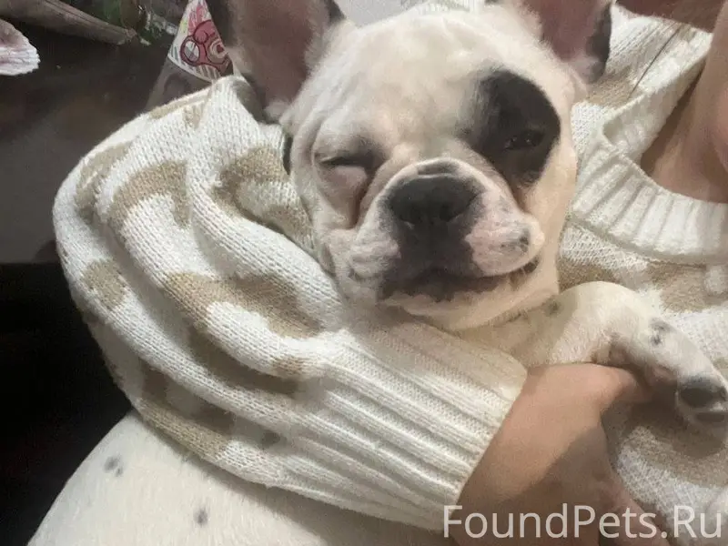 Потерялась собака, район ЗАГСа...