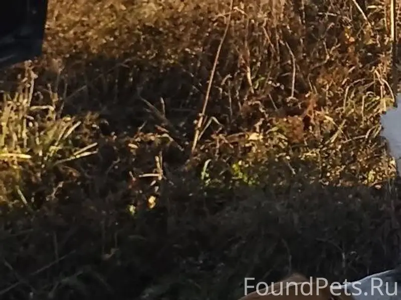 Потерялась собака русская пега...