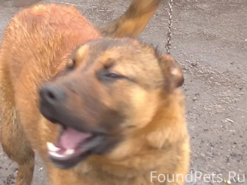 ПОТЕРЯЛСЯ МОЛОДОЙ ПЁС., МОЖЕТ ...