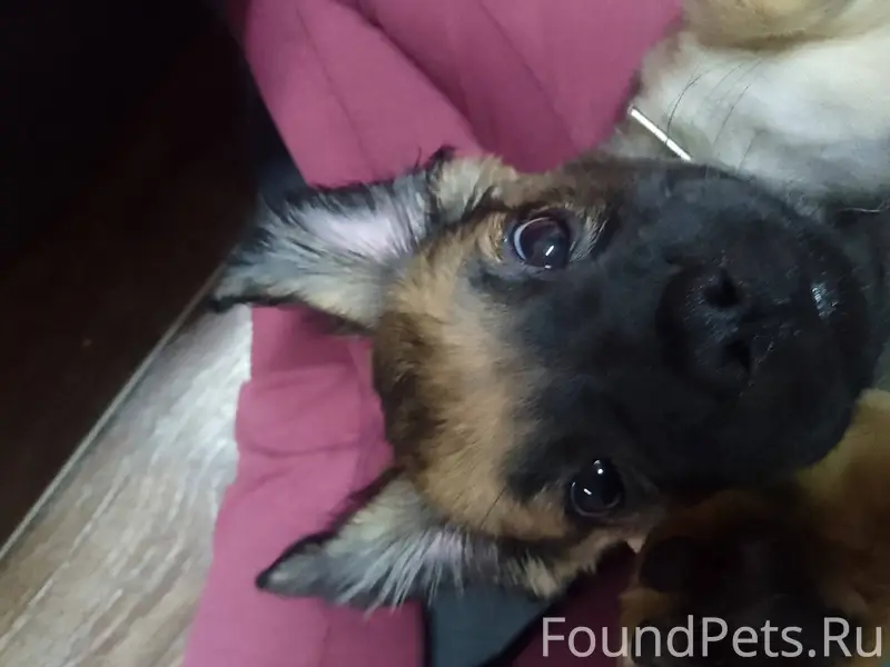 Потерялся щенок кличка босс кт...