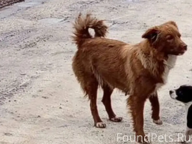 Пропала собака 31.12.2025 вече...