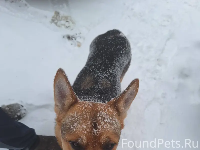 В районе поселка Нечаевский бе...