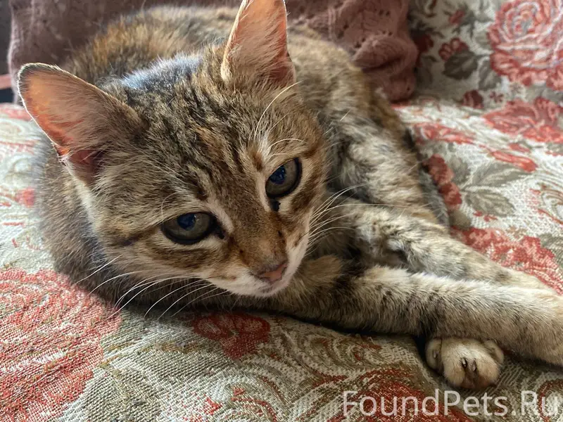 Пропала кошка. Отзывается на к...