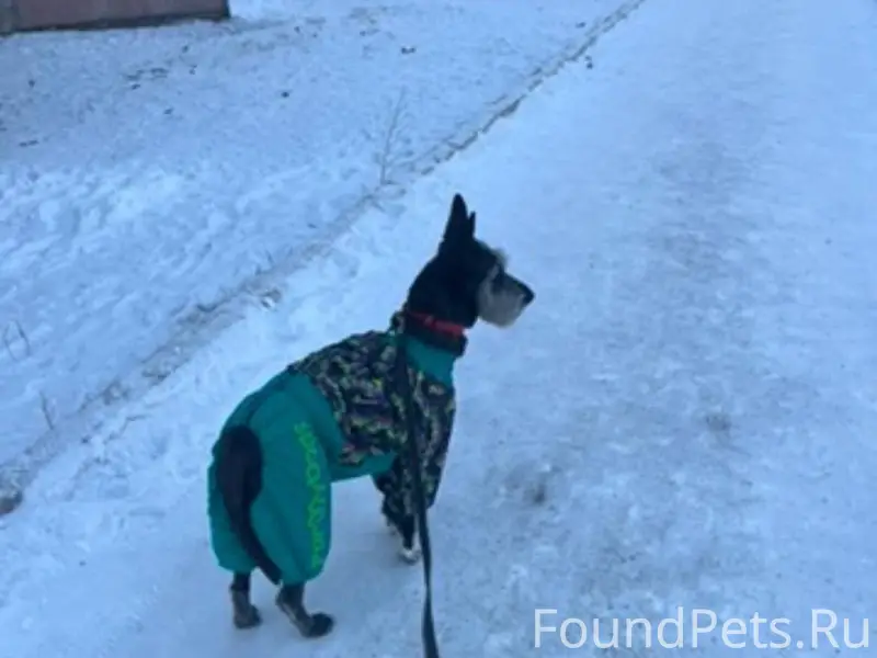 ‼️СРОЧНО!!! Потерялась собака ...