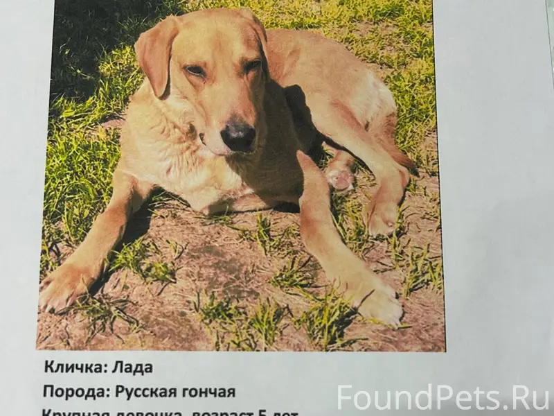 Пропала собака. Телефоны для с...