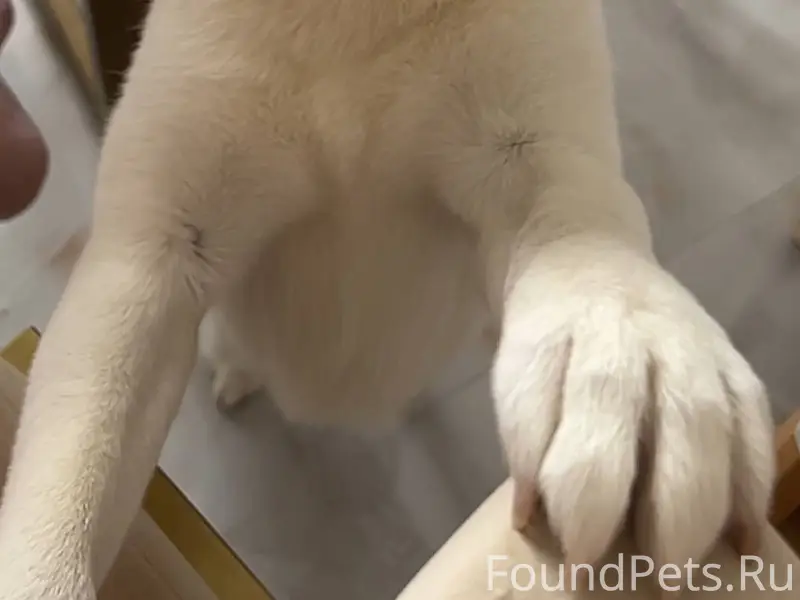 Здравствуйте. Потерялась собак...