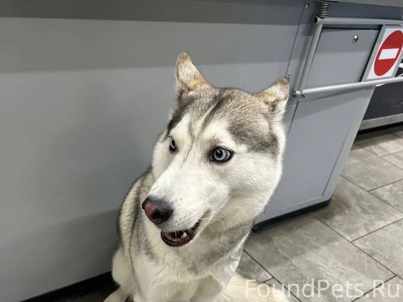 Потерялась собака, видно ухожа...