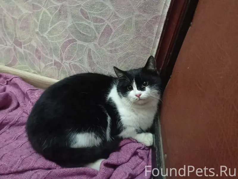 Найден кот в районе автовокзал...