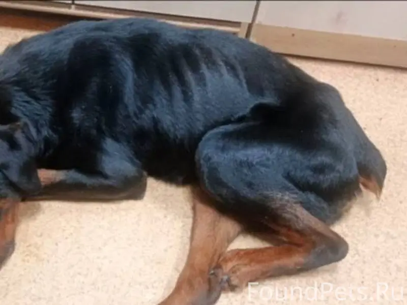 Найден пёс (ул. Крестьянская) ...