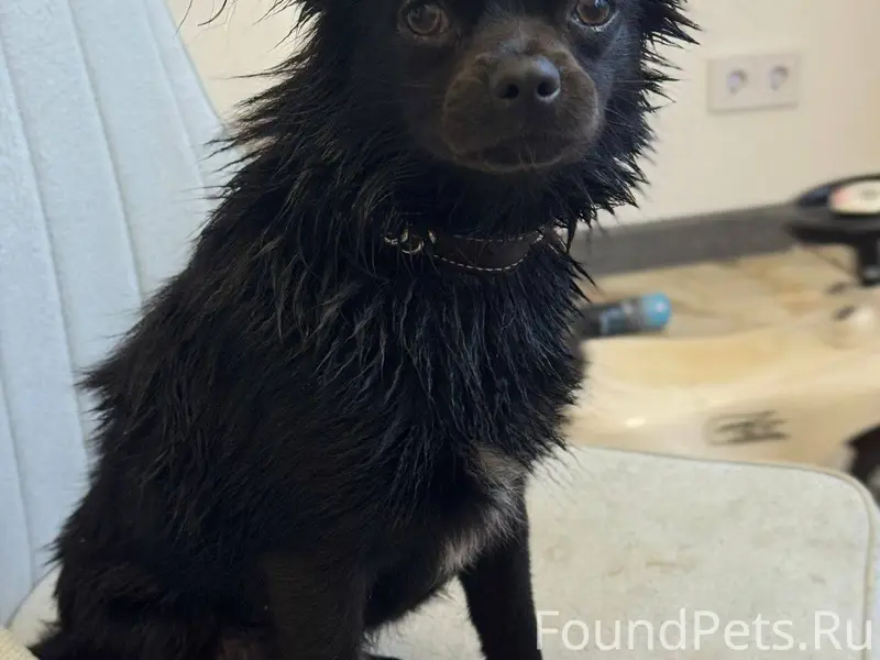 Пропала собака в Бужарово (в ч...