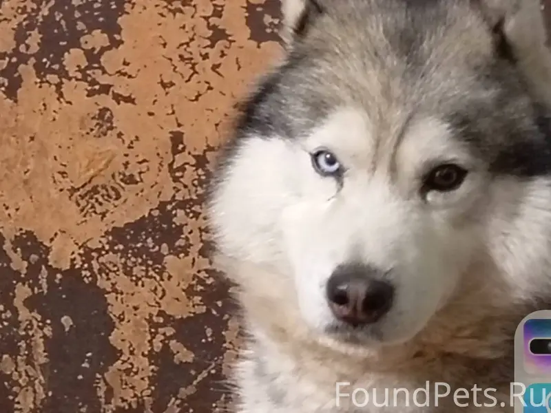 30 декабря потерялся пес , хас...