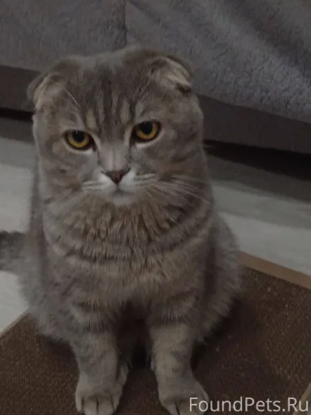 В новогоднюю ночь пропал кот п...