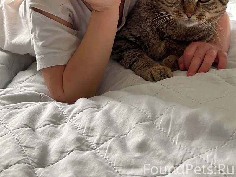 🐈Пропал наш любимый кот 😻 зову...
