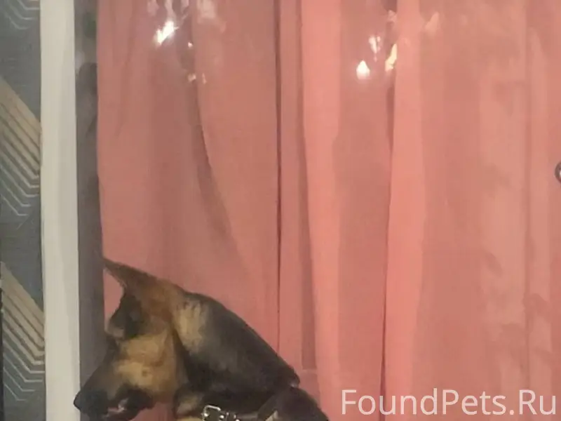 Потерялась собака из района че...