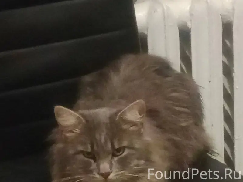 1.01 вечером Потерялся кот. Оч...