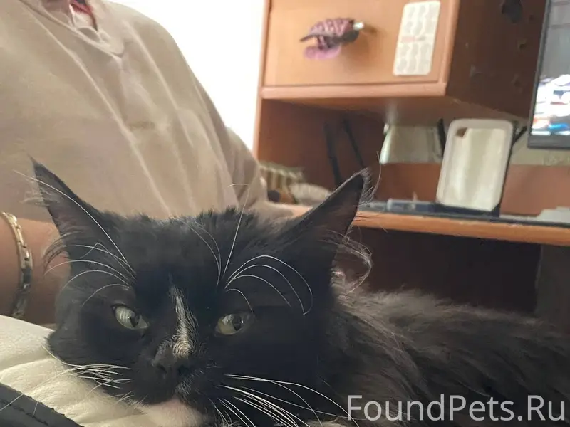Добрый день, пропал кот на ули...