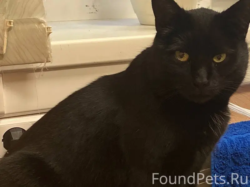 31 декабря пропала кошка в рай...