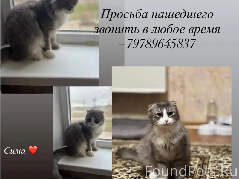 ПРОПАЛА вислоухая кошка Сима! ...