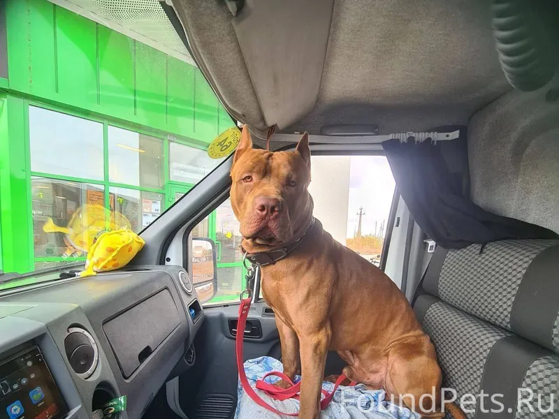 🐩 Водитель «Газели» под Тамбов...