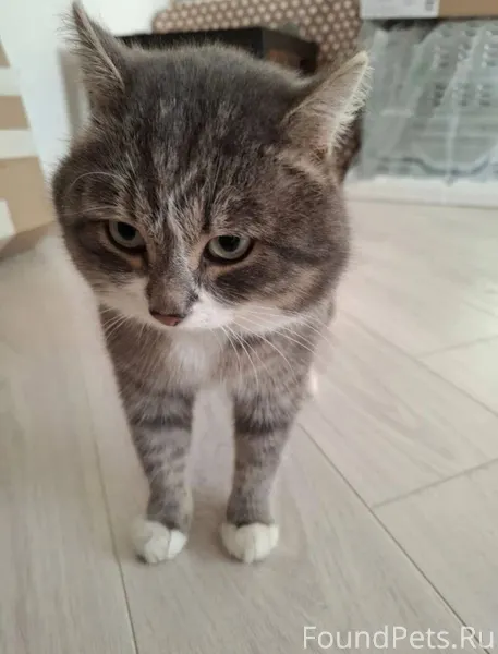 Найден кот с ошейником , ориен...