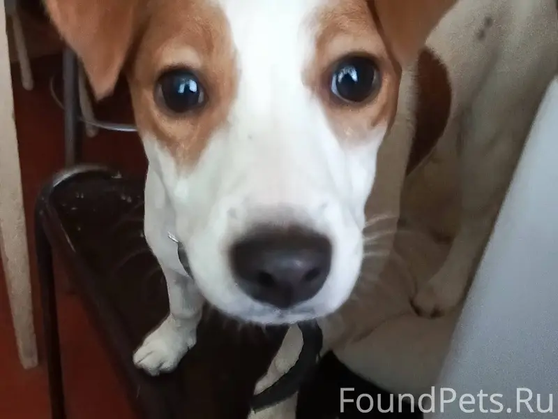 Потерялась собака,помогите най...