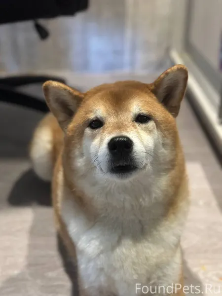 Пропала собака, может кто виде...