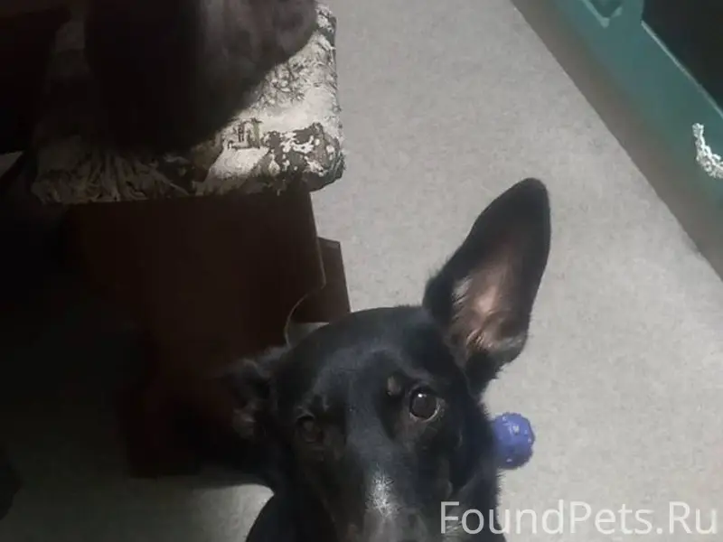 Помогите! Потерялась собака, к...