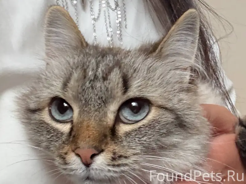 Пропала кошка, откликается на ...