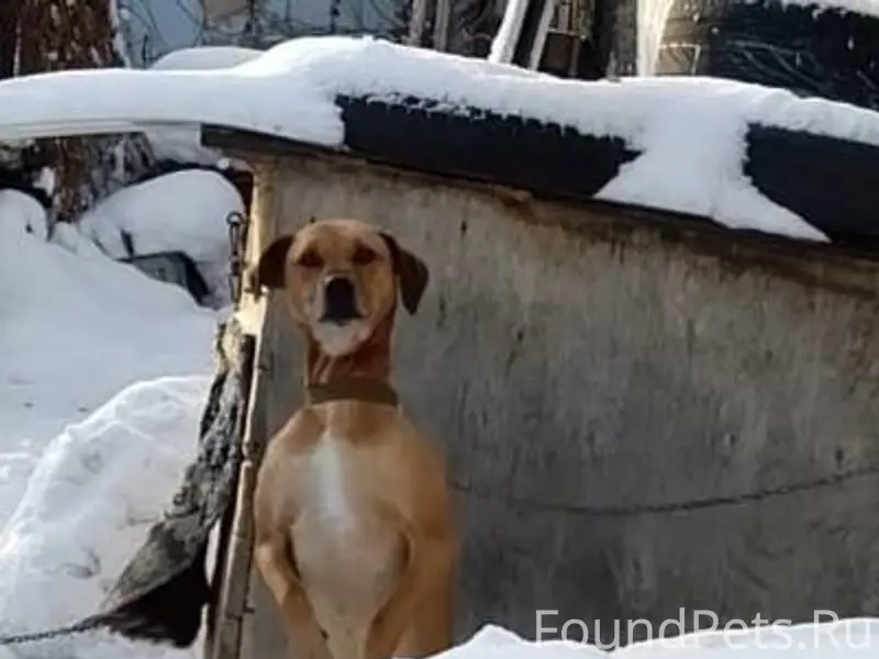 Помогите найти собаку! 29.12. ...