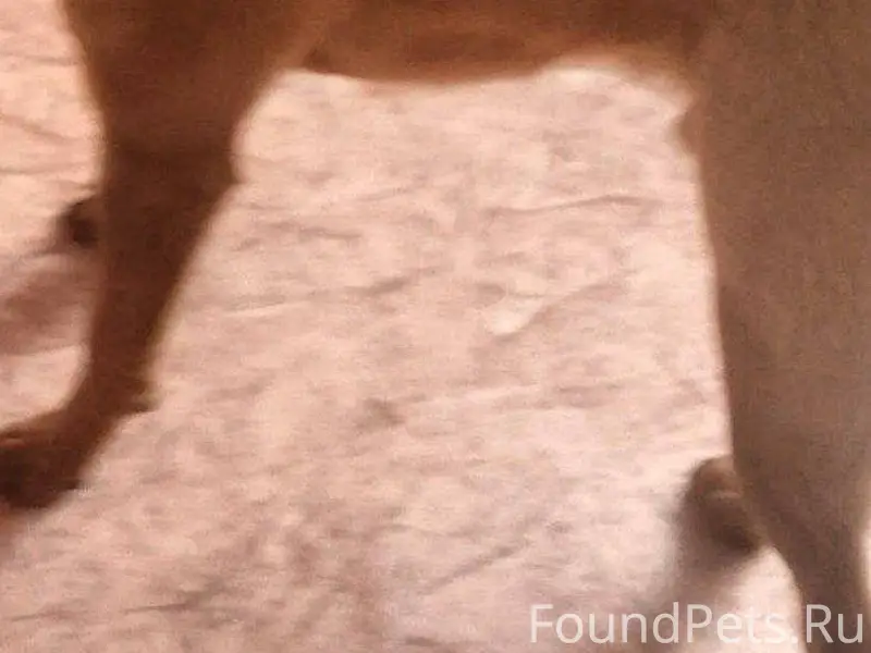 Добрый вечер. Пропала собака, ...