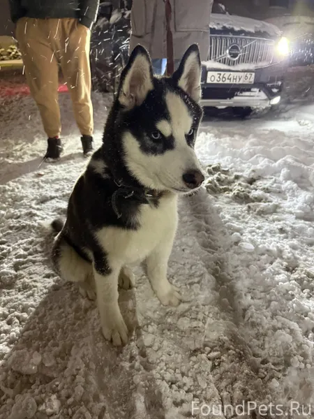Найден щенок, хаски.Девочка. К...