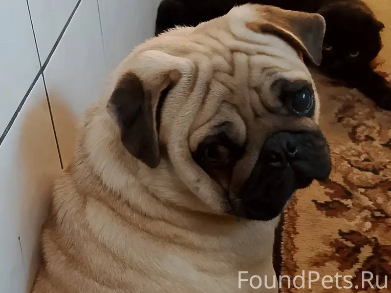 Пропала собака мопс в г.Алмазн...