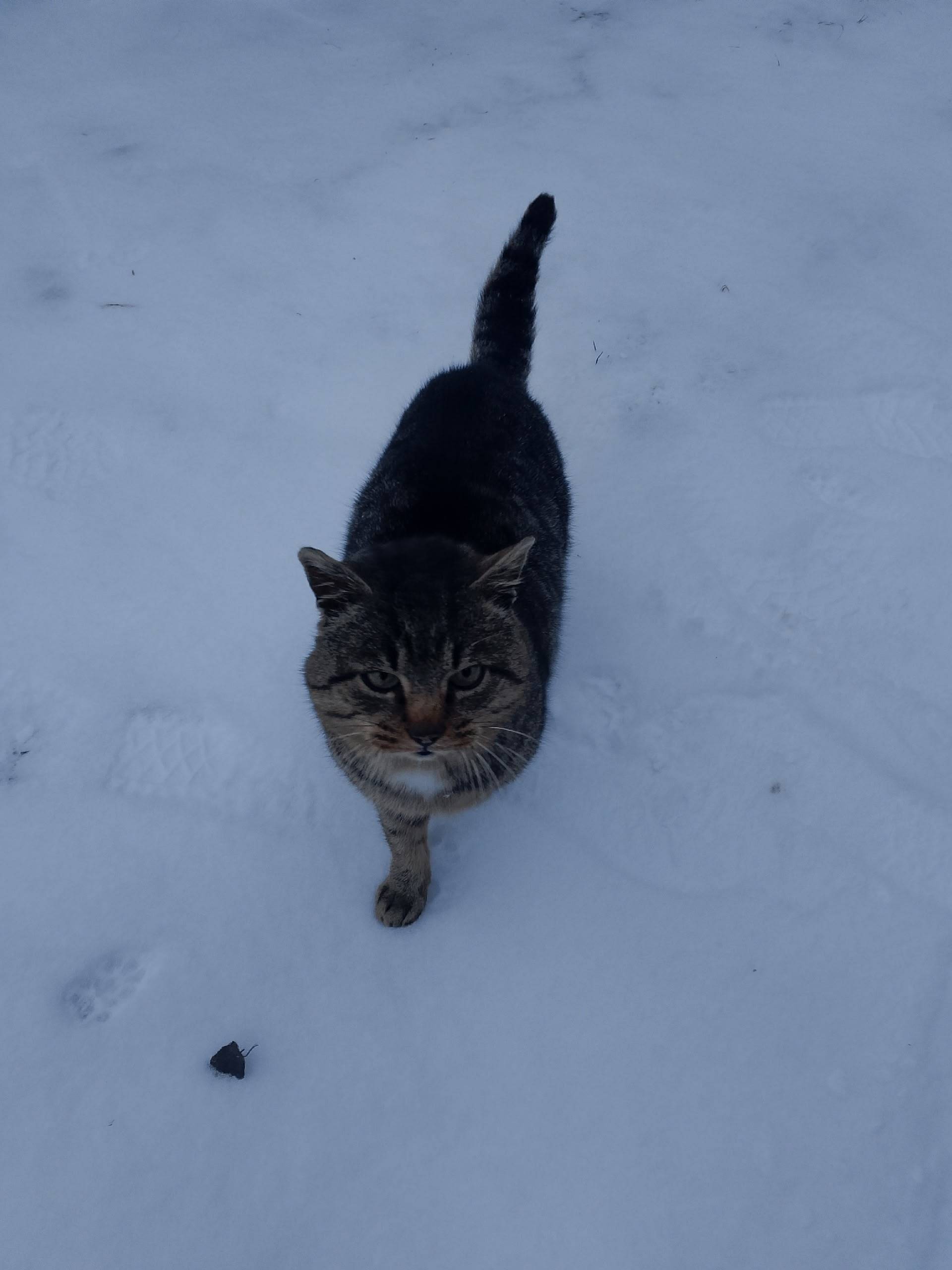 Нашелся чужой кот 🐾 Очень ласк...