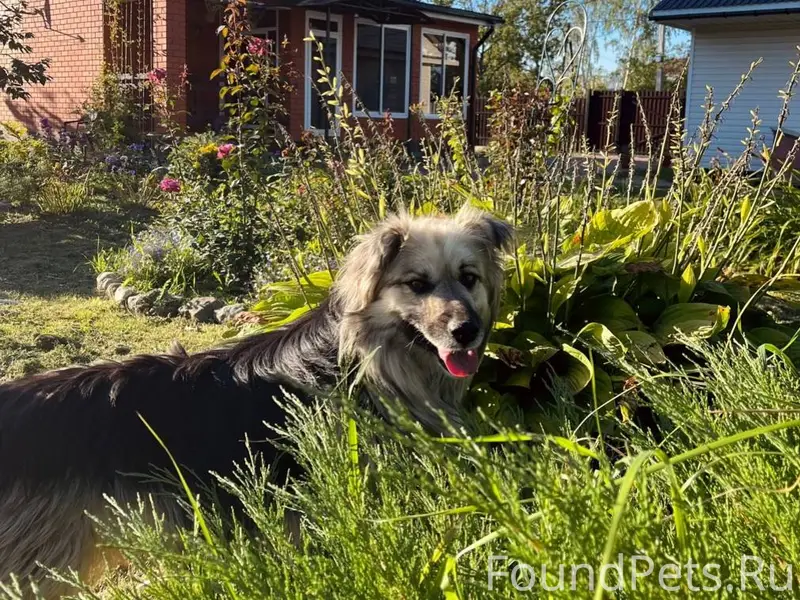 ПРОПАЛА СОБАКА ЕГОРЬЕВСК!!! ра...