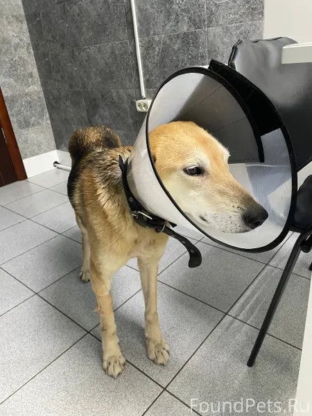 Добрый вечер! Потерялась охотн...