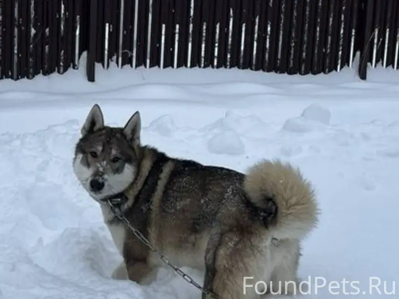 Пропала собака 31.12.2025 По.....