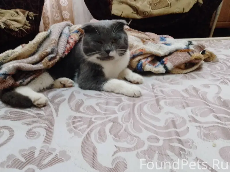 Пропал кот, в районе ул. Крупс...