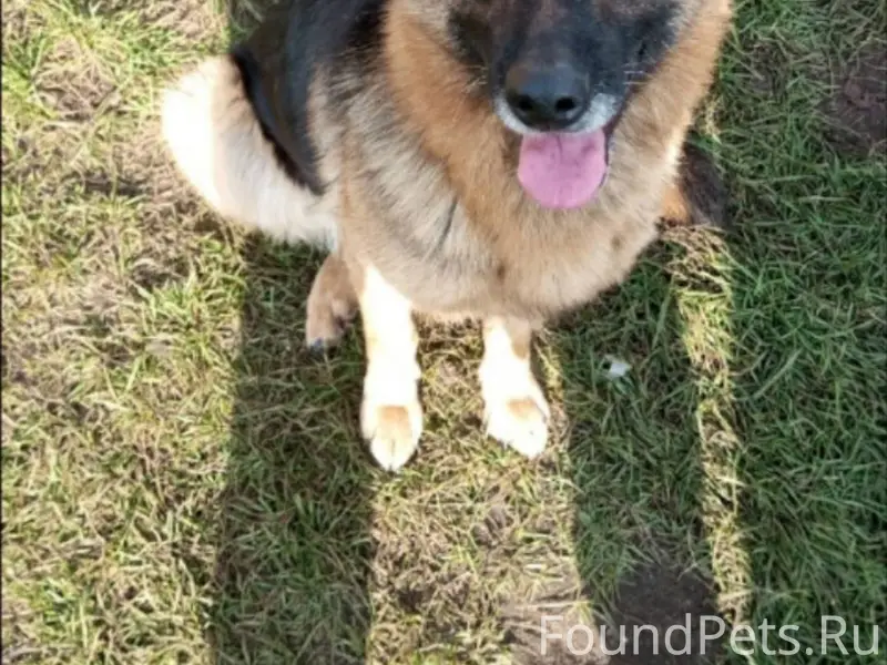 Потерялась собака Девочка Клич...