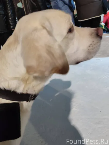 Найден пёс. Ошейник коричневый...