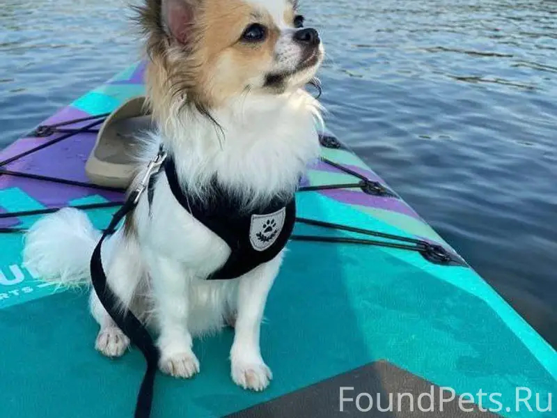 ВАО Измайлово Место пропажи: 1...